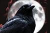 Nokturnal Raven