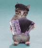 an accordian playing cat