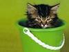 bucket kitty - is not amused