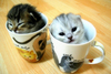 cup of kitty!
