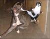 ninja cat gona get you