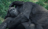 Cuddling Gorillas