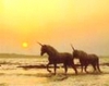 A walk on the beach