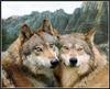 Wolfy Love