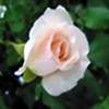 a pink champagne rose