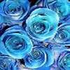 baby blue roses