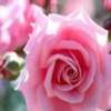 a gorgeous pink rose