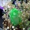 a green rose