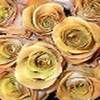 golden roses