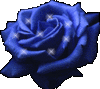 This Exquisite Rose is for You
