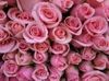 PINK ROSES