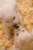 puppies kiss