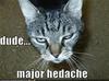 i have major headache