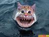 Kitty Shark