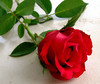 Single Red Rose ღ
