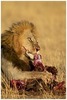 A Meal Fit For a King or a Lion!