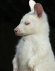 Baby Albino Wallaby