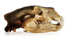 Bear Skull