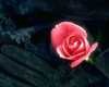 Pink Rose on black...