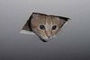 Ceiling Cat is WATCHING YOU....
