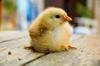 a really cute chick