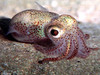 Adorable baby squid