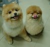 Cute and Fuzzy Puppies!!!