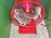 Gd Luck Hamsters (Yr of Rat)