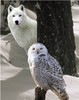 The wolf and the owl
