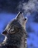 Wolf Howl 2