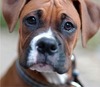 Boxer Dog