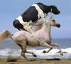 A Horseback Ride