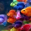 Magical Rainbow Fishes