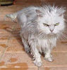 a dripping wet ... cat  ;)