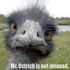 Mr. Ostrich is &quot;NOT&quot;
