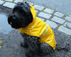 Raincoat