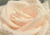 Fresh White rose