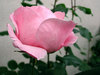 Pink fresh Rose