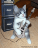 Kitty Guitar Hero