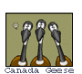 Canadian Geese Eh!