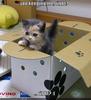 Kitty in a box!