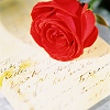 Love Letter with a Rose