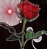 a rose for you!!!!!!!!