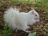 An Albino Squirrel