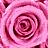 pink rose for you