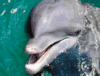 dolphin