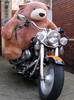 Biker Bear