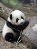 Baby Panda 1