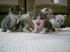 A Bunch Of Cute Kittens