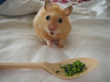 Hungry Hamster